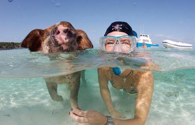 Swimming with the pigs - anyone can swim with dolphins! ©  SW